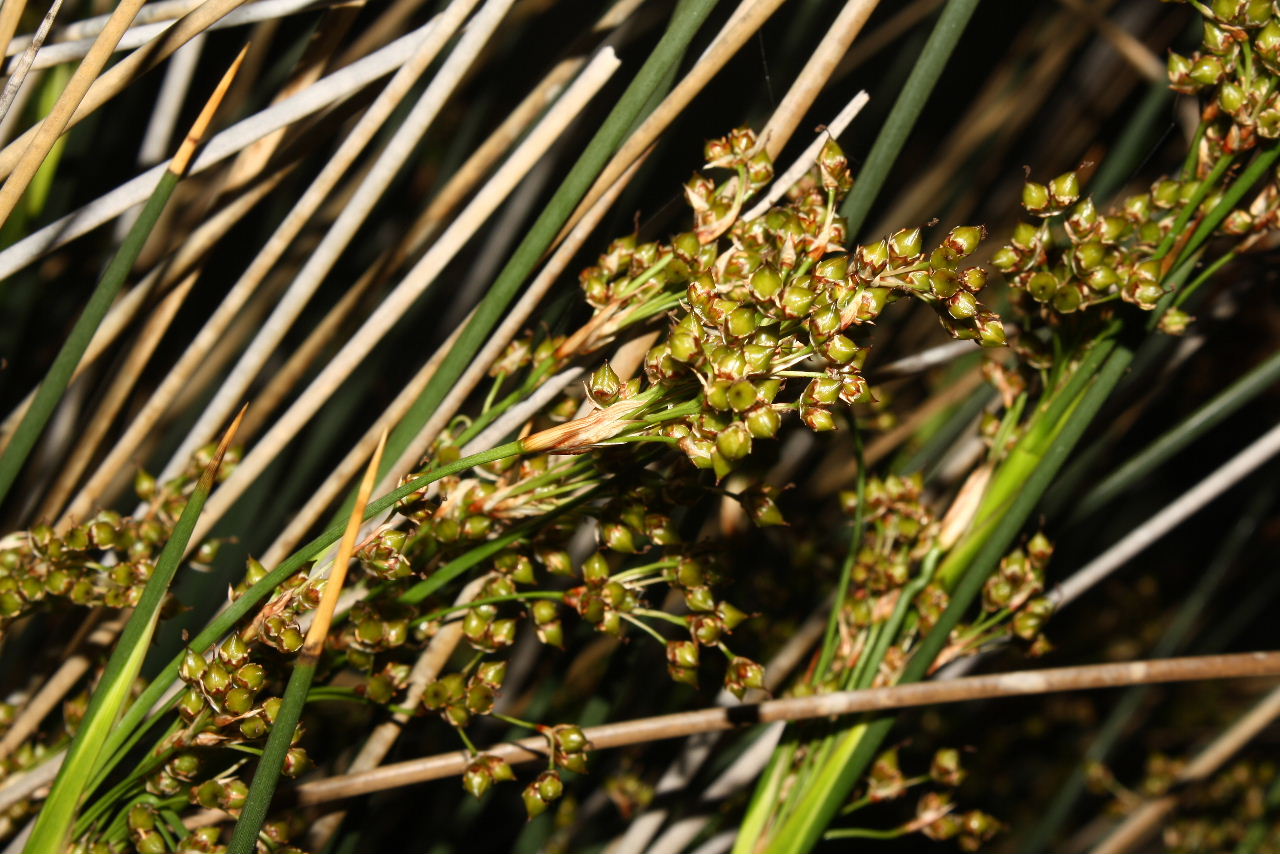 Juncus acutus / Giunco pungente